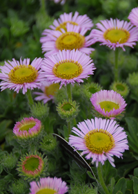 Erigeron glaucus 